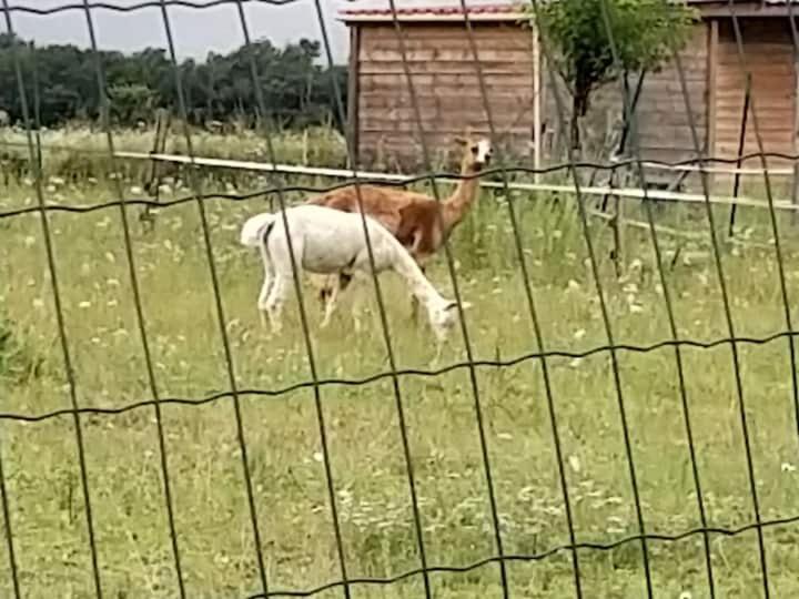 Belle Maison Du Quercy Septfonds Bagian luar foto