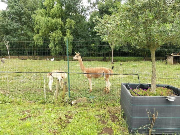 Belle Maison Du Quercy Septfonds Bagian luar foto